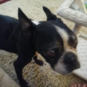 Meet your Posher, Betsy